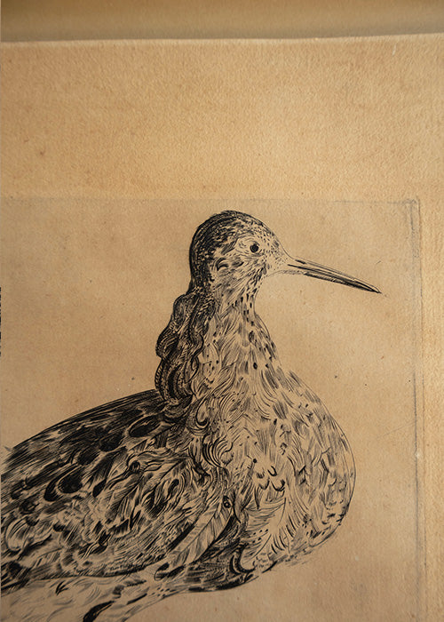 Gravure au burain sur papier 36 x 29 cm